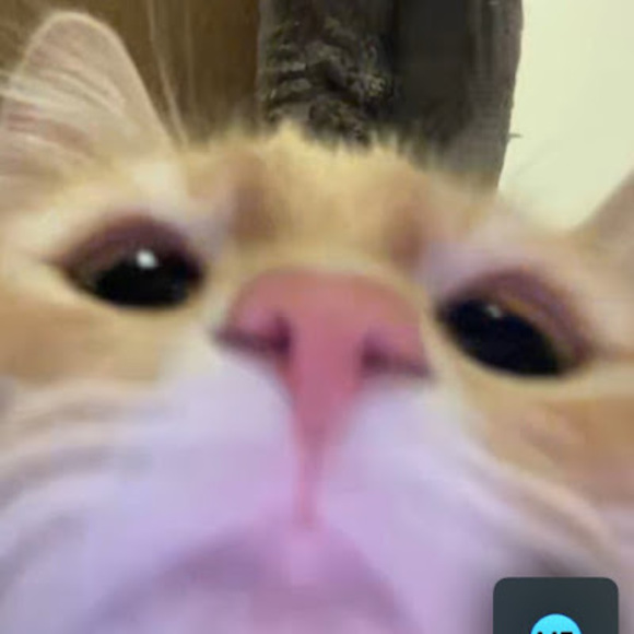 Meet your Posher, Paola - Picture 1 of 1